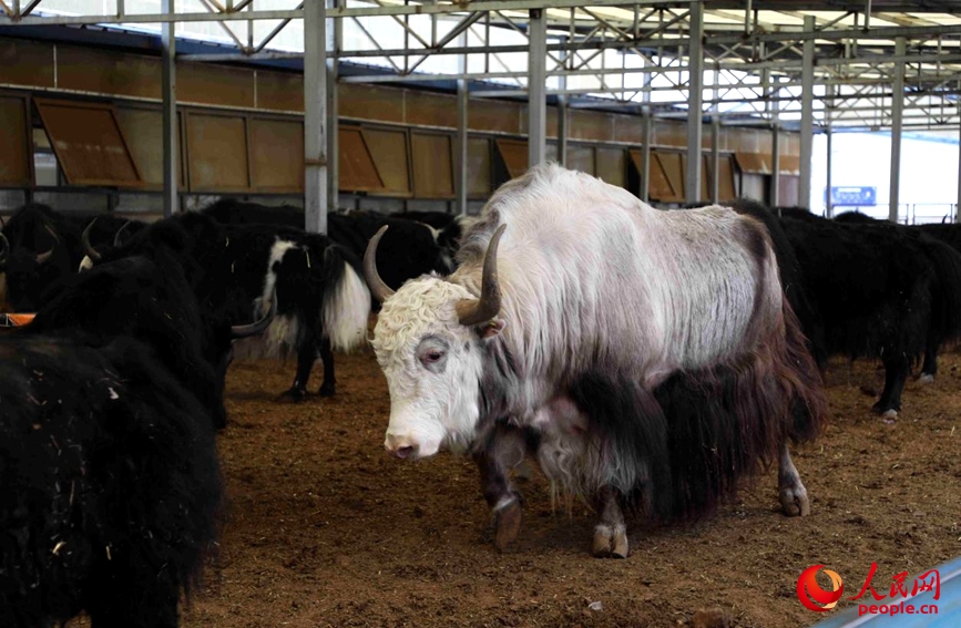 圖為當(dāng)雄凈土牧業(yè)的暖棚圈舍。人民網(wǎng)記者 次仁羅布攝