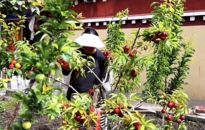 西藏隆子縣強木金村：人居環(huán)境+庭院經(jīng)濟(jì) 美鄉(xiāng)村促增收