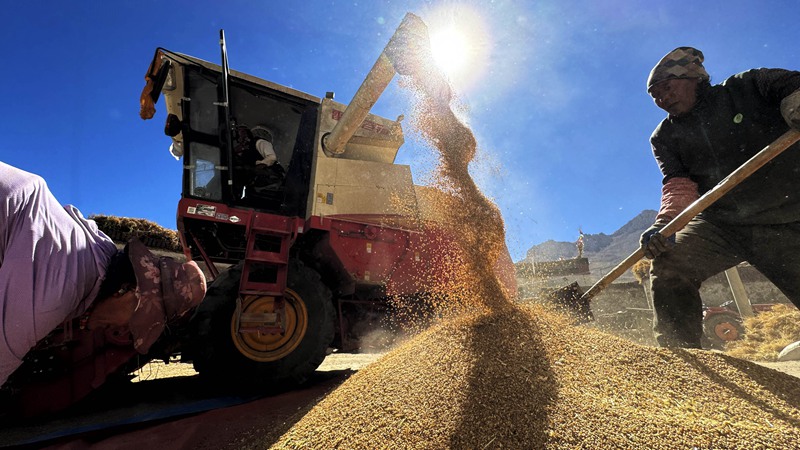 圖為群眾顆粒歸倉繁忙秋收場景。