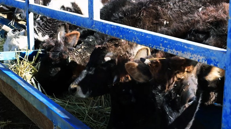 圖為黃牛改良合作社。