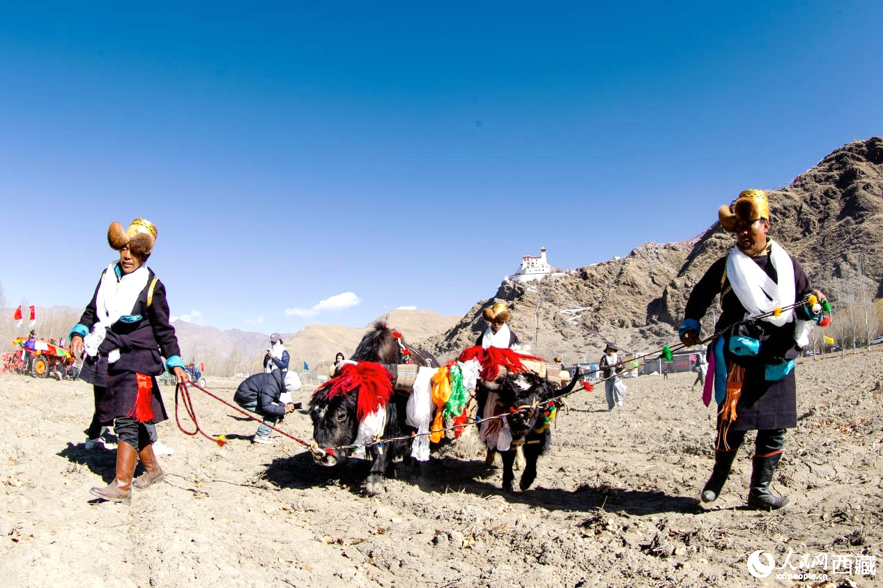 在過(guò)去漫長(zhǎng)的歲月里，牦牛是農(nóng)耕的主力，“二牛抬杠”代表了一個(gè)時(shí)代。