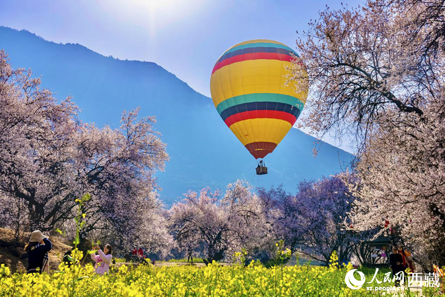 林芝市依托桃花資源，打造文旅產(chǎn)業(yè)。人民網(wǎng)記者 次仁羅布攝