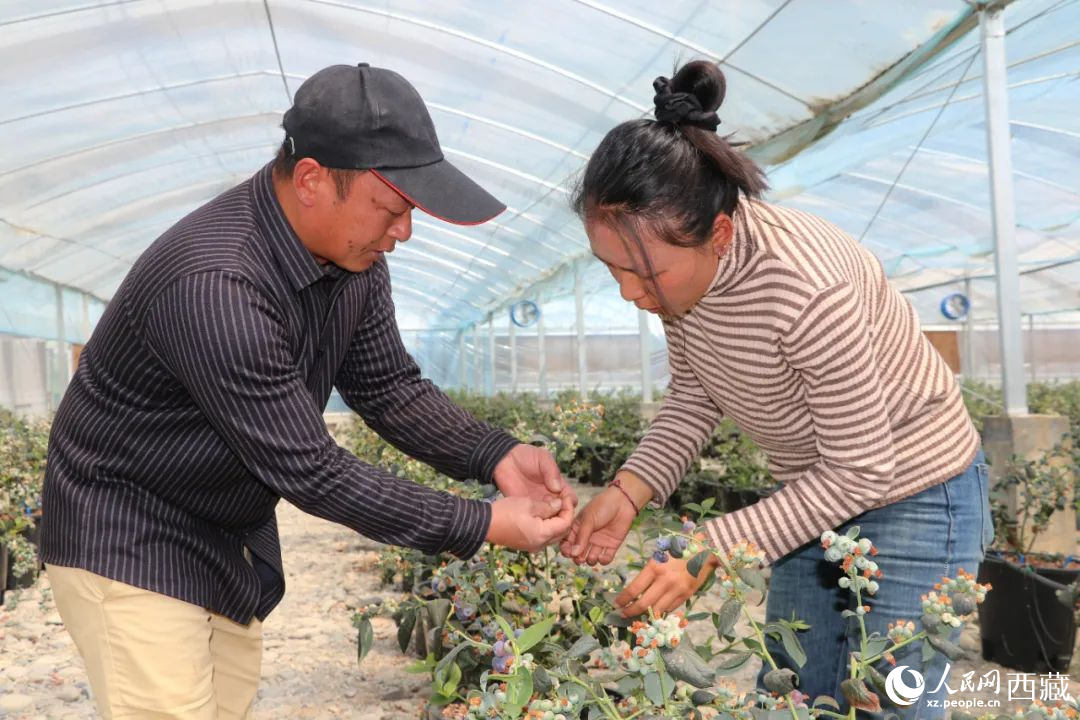 技術(shù)員劉家平和措姆在溫室大棚檢查藍(lán)莓的長勢。次仁龍布攝