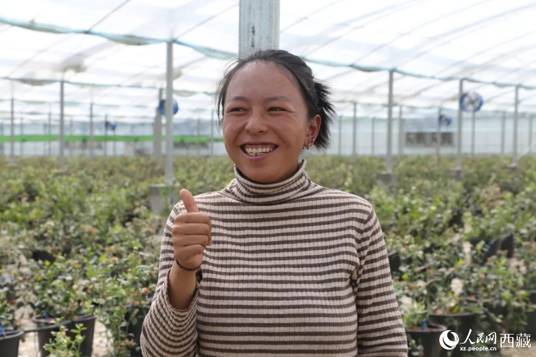 措姆品嘗自己精心照料的藍(lán)莓后，豎起了大拇指。次仁龍布攝