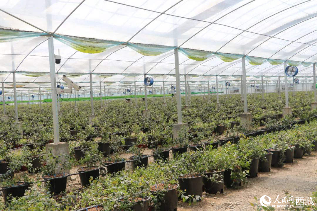 戈壁田園藍(lán)莓工業(yè)化種植基地。次仁龍布攝