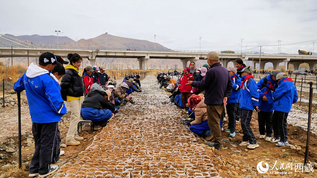 西藏定日:思政課“搬”進育苗基地【4】