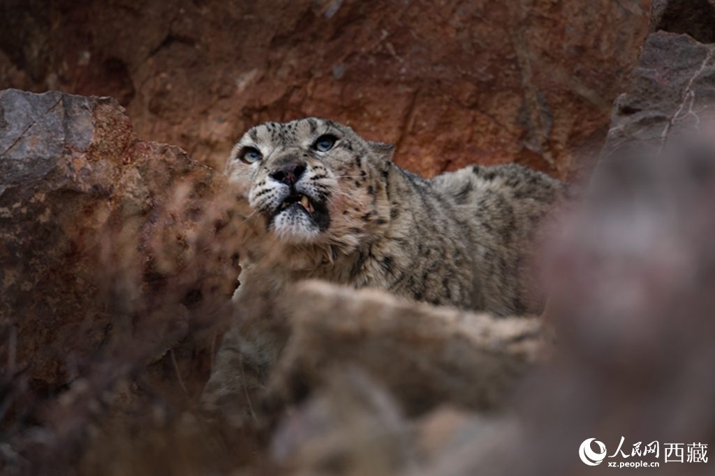 西藏阿里地區(qū)近距離捕獲野生雪豹高清影像【2】