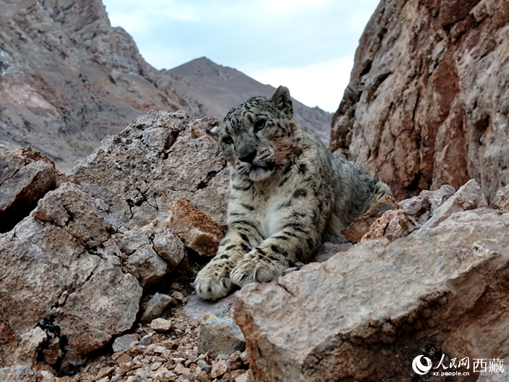 西藏阿里地區(qū)近距離捕獲野生雪豹高清影像