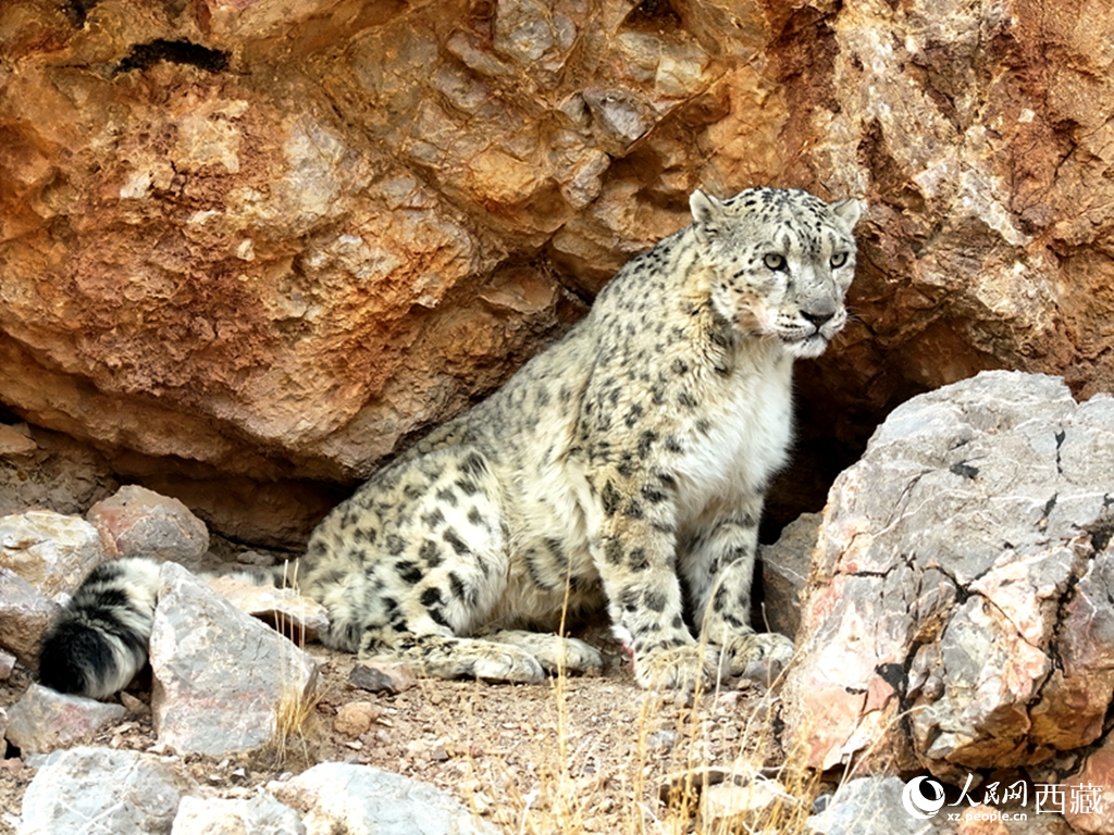西藏阿里地區(qū)近距離捕獲野生雪豹高清影像【3】