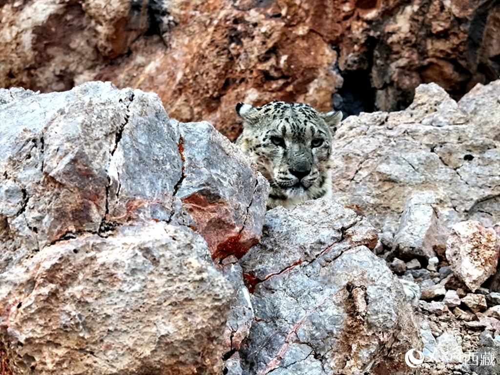 西藏阿里地區(qū)近距離捕獲野生雪豹高清影像【4】