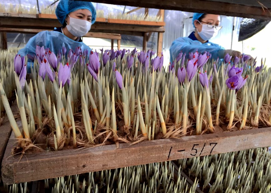 林芝天旺農(nóng)牧產(chǎn)品有限公司藏紅花種植基地工作人員采摘藏紅花。趙新民攝