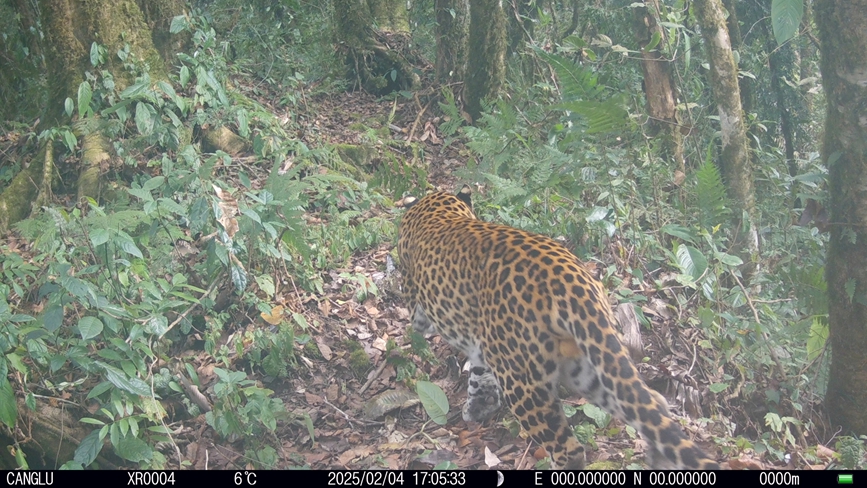 雅魯藏布大峽谷國家級自然保護區(qū)內(nèi)的西藏自治區(qū)墨脫縣記錄到的金錢豹的活動影像。山水自然保護中心供圖