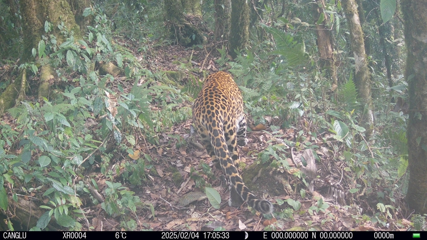 雅魯藏布大峽谷國家級自然保護區(qū)內(nèi)的西藏自治區(qū)墨脫縣記錄到的金錢豹的活動影像。山水自然保護中心供圖