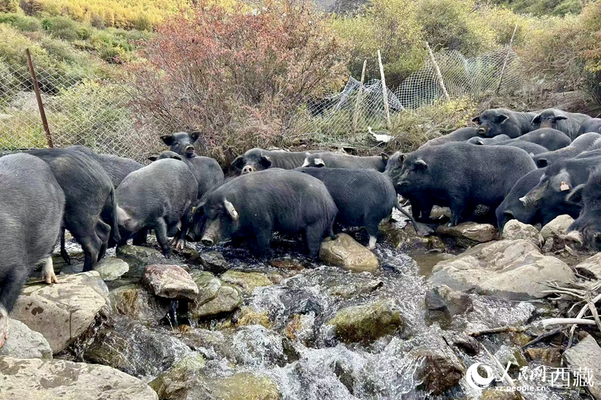高山放養(yǎng)的藏香豬。人民網(wǎng)記者 次仁羅布攝