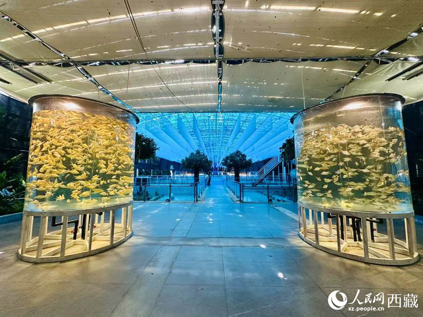 西普海洋公園。人民網(wǎng)記者 次仁羅布攝