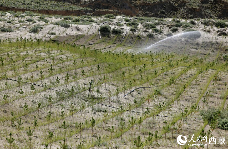 位于貢嘎縣南北山的綠色植被一景。人民網(wǎng)記者 次仁羅布攝