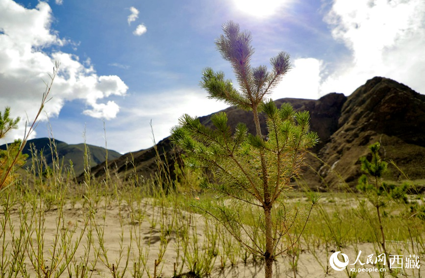 綠化工程一角。人民網(wǎng)記者 次仁羅布攝