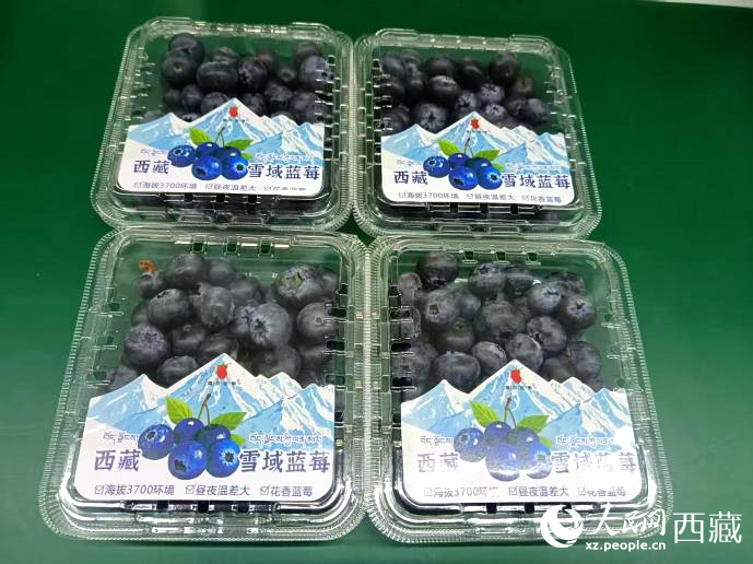 行進(jìn)中國(guó)丨藍(lán)莓“智”在高原