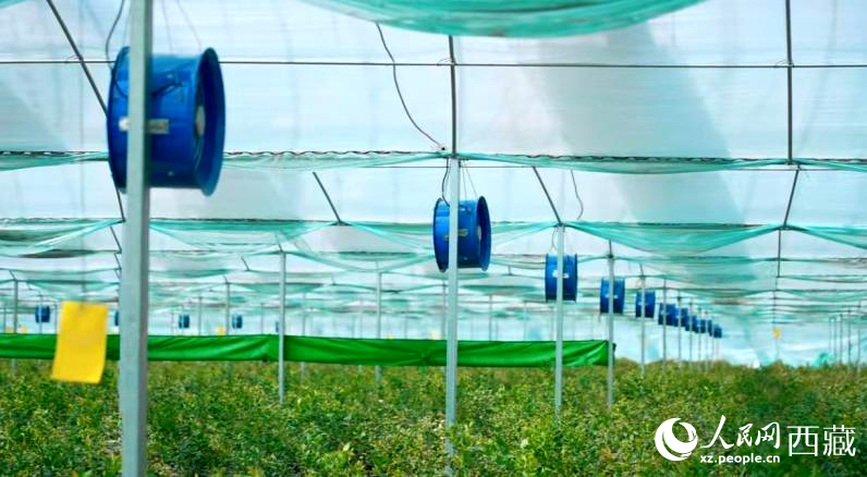 藍(lán)莓種植的智能溫室場(chǎng)景。羅雨欣攝