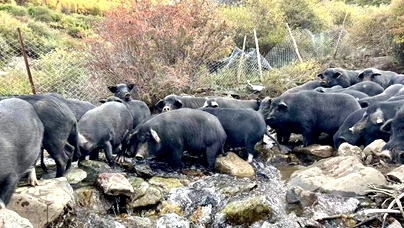 藏香豬也玩起“數(shù)字化”“這款臘肉選用的是我們高山放養(yǎng)的藏香豬，肉質(zhì)緊實有嚼勁……”在企業(yè)的電商直播間里，95后藏族姑娘央宗正用流利的普通話介紹產(chǎn)品特色。