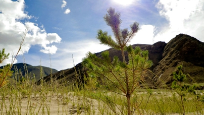 綠染貢嘎 幸福生根目前，11號片區(qū)的造林面積、苗木種植、沙柳沙障鋪設(shè)及管護(hù)工程已全部完成，苗木成活率高達(dá)91％。