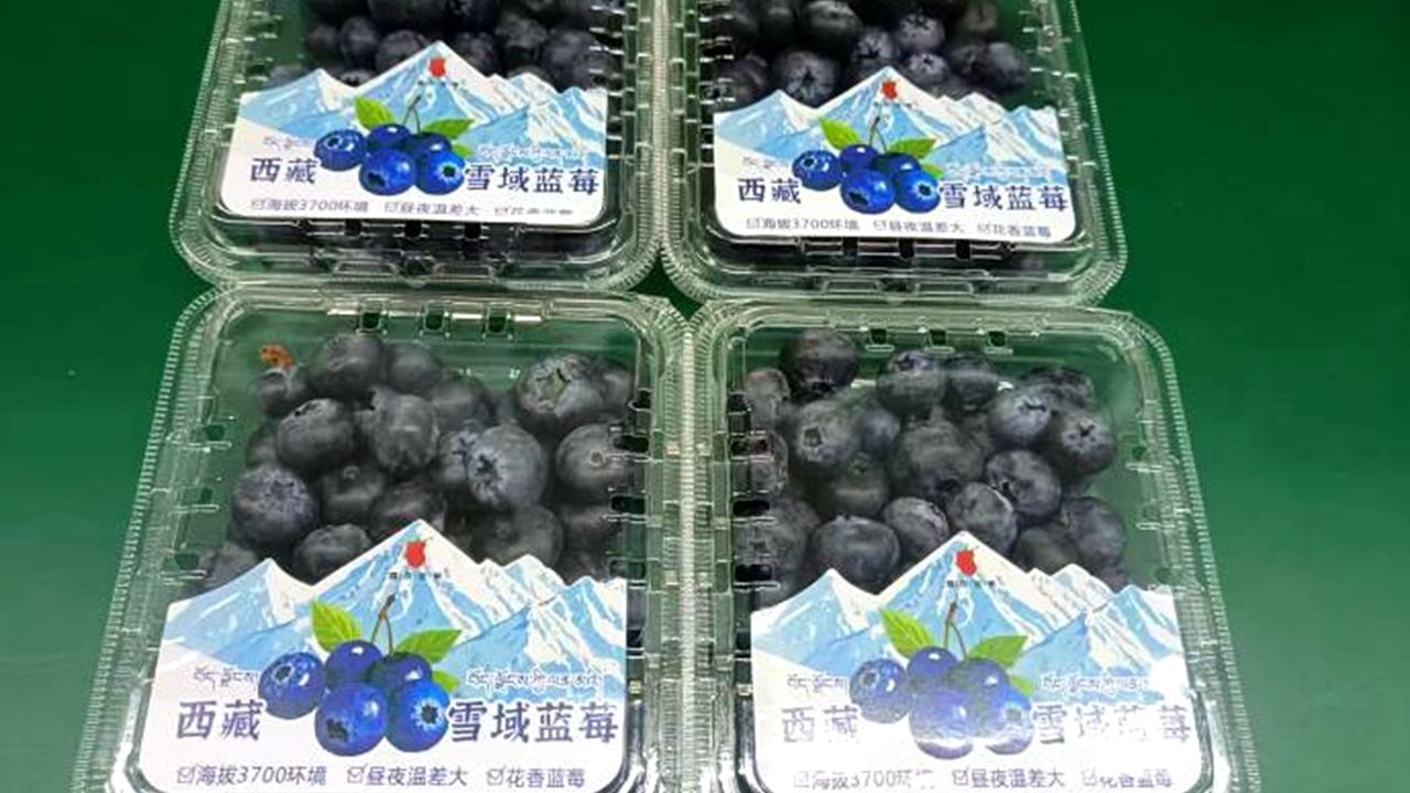 行進(jìn)中國丨藍(lán)莓“智”在高原