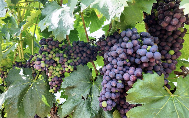 行進(jìn)中國(guó)｜“海拔有多高，葡萄就有多甜”