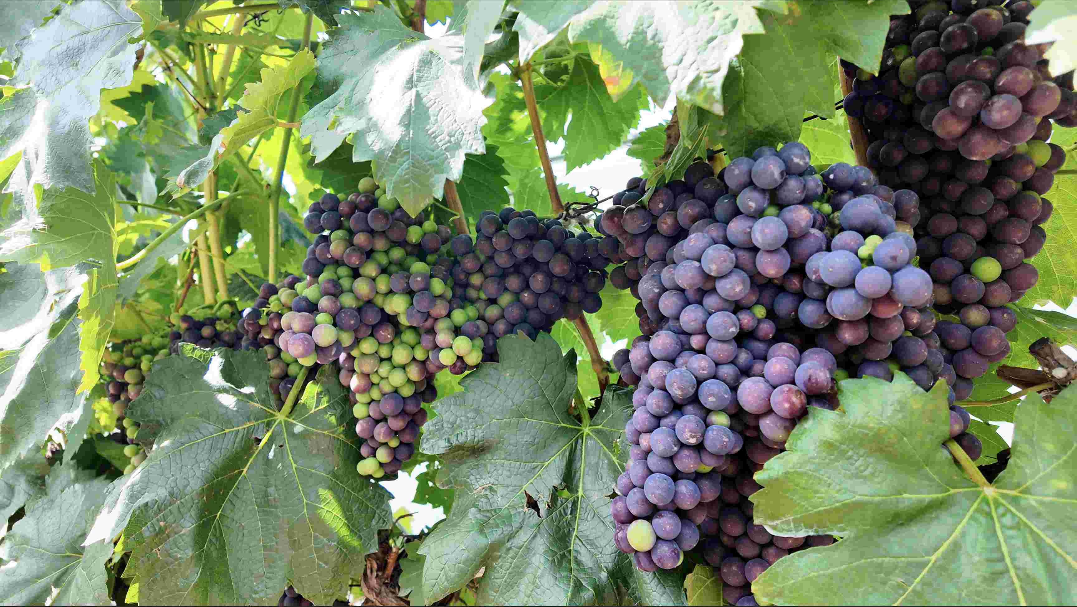 行進(jìn)中國｜“海拔有多高，葡萄就有多甜”