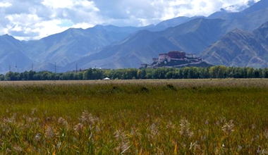 西藏拉魯濕地秋意漸濃