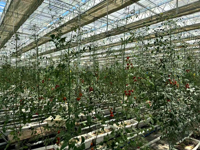 博覽園番茄培育區(qū)。羅雨欣攝