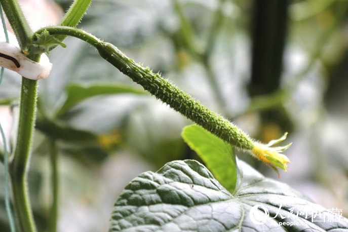 培育出來(lái)的黃瓜苗。人民網(wǎng)記者 次仁羅布攝