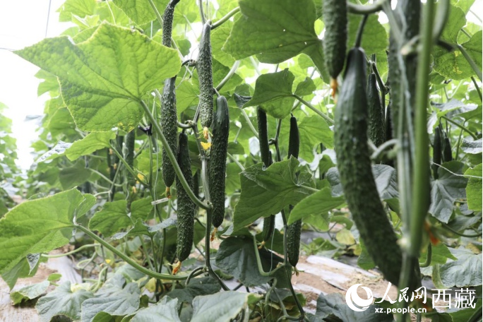 培育出來(lái)的黃瓜。人民網(wǎng)記者 次仁羅布攝