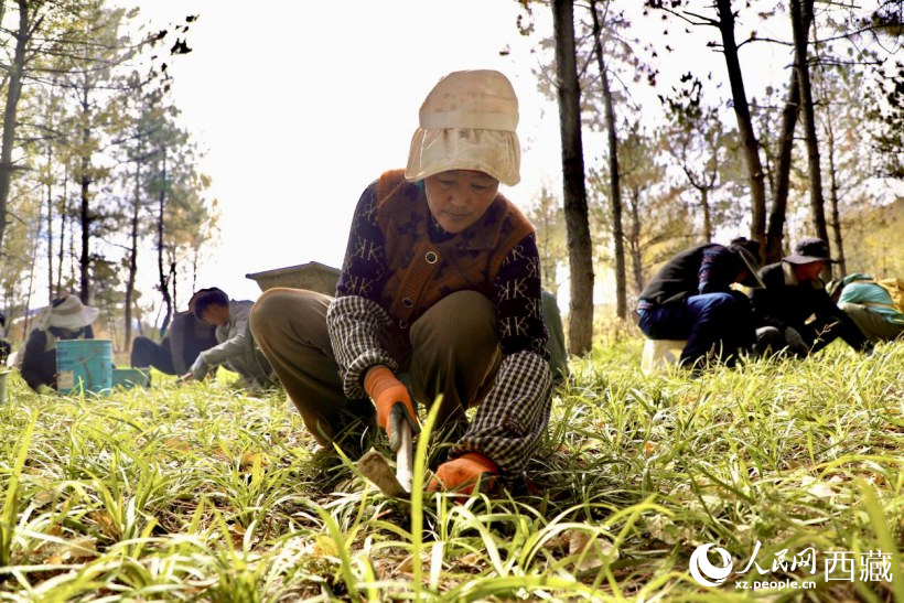 圖為項(xiàng)目建設(shè)過(guò)程中帶動(dòng)周邊群眾就業(yè)。人民網(wǎng)記者 次仁羅布攝