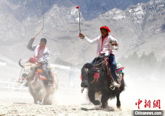 驅(qū)牛疾馳西藏拉薩舉行賽牦牛比賽