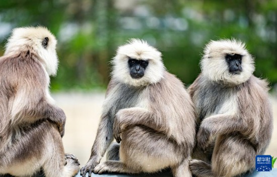 西藏亞東：長(zhǎng)尾葉猴下山“會(huì)客”