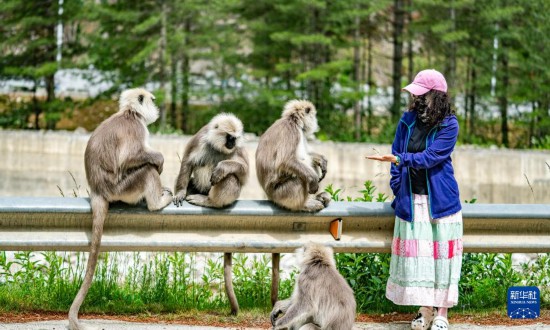 西藏亞東：長(zhǎng)尾葉猴下山“會(huì)客”