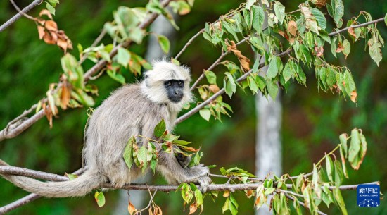 西藏亞東：長(zhǎng)尾葉猴下山“會(huì)客”