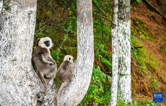 西藏亞?wèn)|：長(zhǎng)尾葉猴下山“會(huì)客”