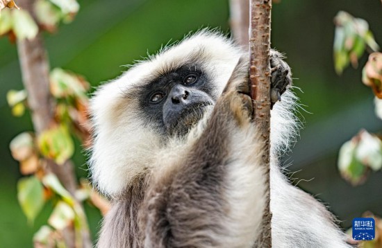 西藏亞東：長(zhǎng)尾葉猴下山“會(huì)客”