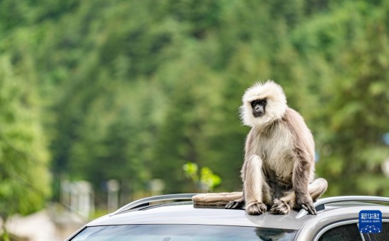 西藏亞東：長(zhǎng)尾葉猴下山“會(huì)客”