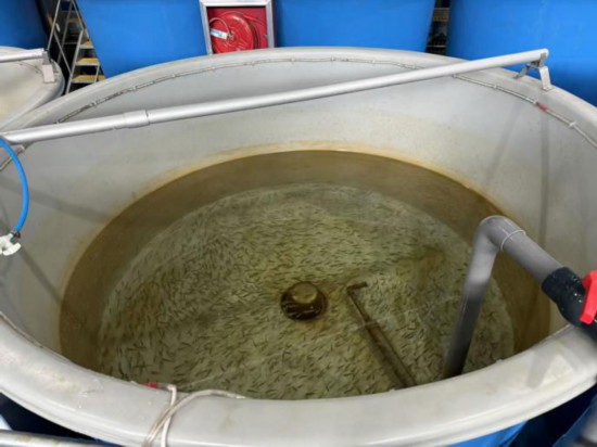 養(yǎng)殖基地鮭魚魚苗。羅雨欣攝