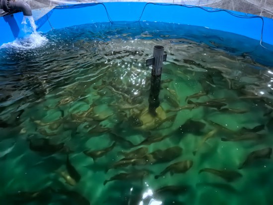 亞東鮭魚養(yǎng)殖基地。羅雨欣攝